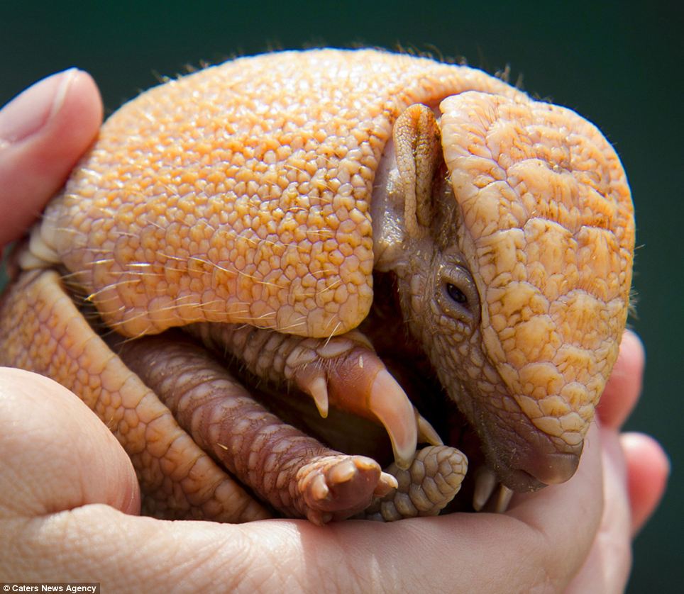 animales más tiernos