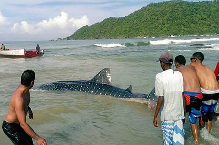 Tiburón Ballena llega a la costa de Choroní: