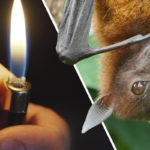 Intentaron quemar 200 murciélagos en Perú