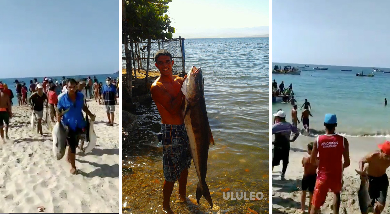 Playas de Venezuela beneficiadas de miles de peces