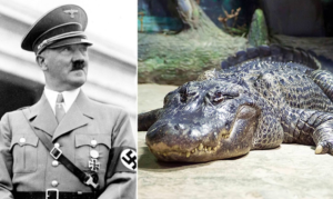 Caimán de Hitler