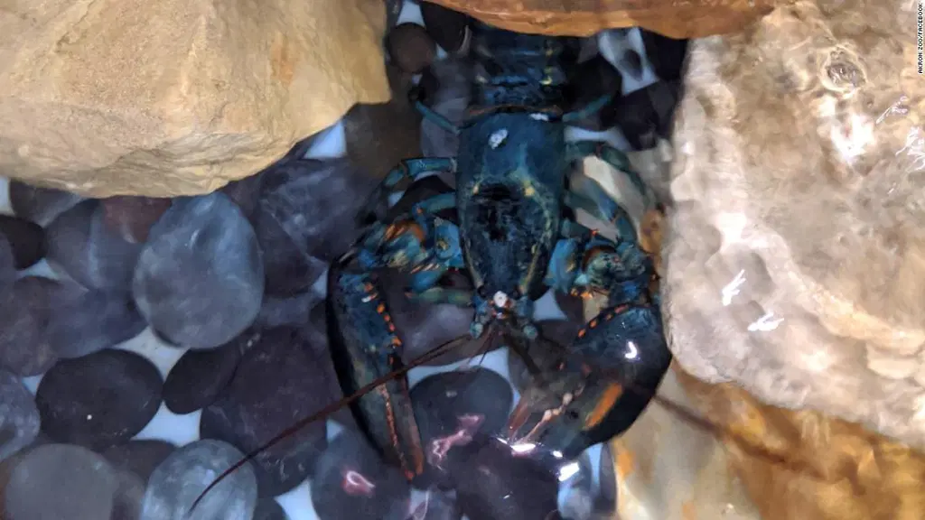 Langosta azul