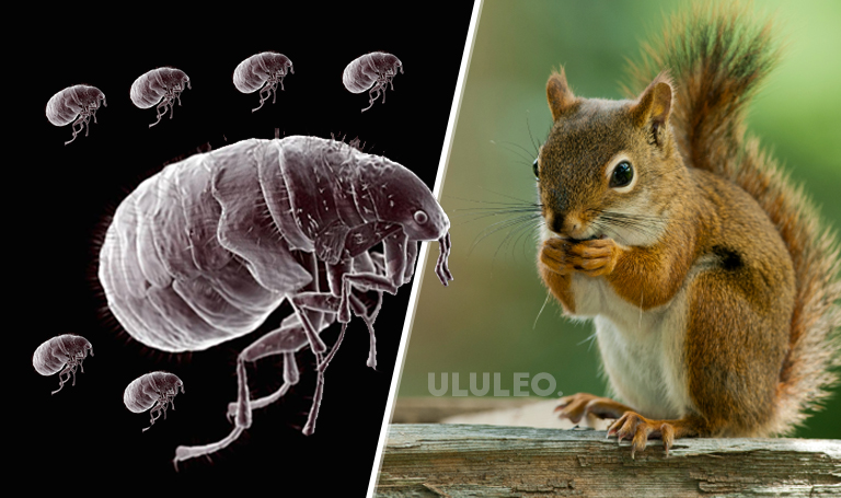 Peste bubónica Estados Unidos, Ardilla