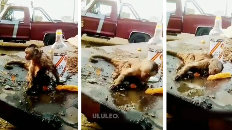 Caso de mono Venezuela Tik Tok