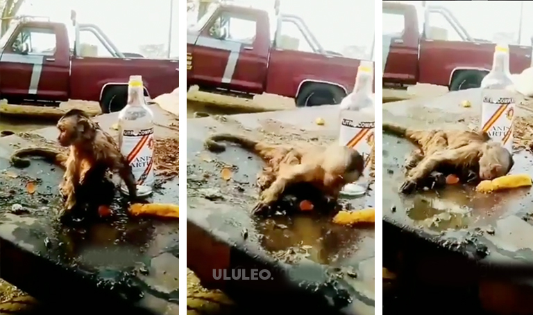 Caso de mono Venezuela Tik Tok