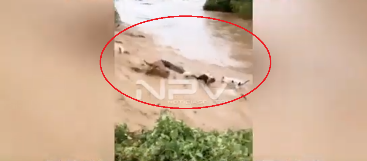 Río El Conchal se desborda. Campesinos logran salvar el ganado