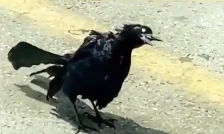 Pájaro zombie es capturado por las cámaras